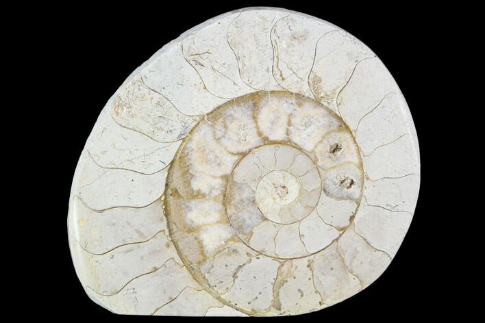 Polished Ammonite (Hildoceras) Fossil - England #104000